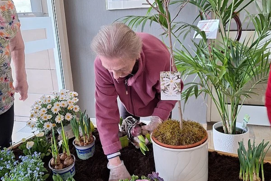 Ältere Person in rosa Jacke pflanzt bunte Blumen in dunkle Erde, umgeben von weiteren Topfpflanzen und grünem Blattwerk.
