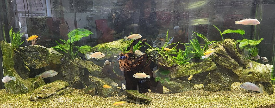 Aquarium mit mehreren kleinen Fischen, grünen Wasserpflanzen und großen Steinen auf sandigem Boden.